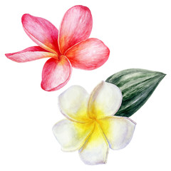 Plumeria tropical flower watercolor isolated on white background
