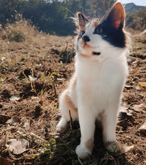 cute homeless kitten in the autumn meadow.