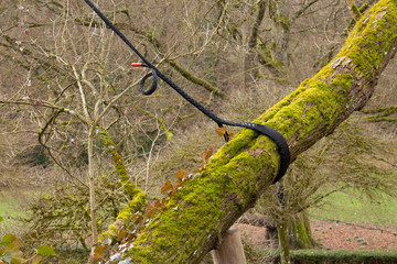 Big Branch covered with moss has to be secured with ropes from breaking down