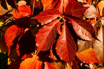Red autumn leaves genus quinquefolia (reptile Virginia, reptile Victoria, ivy of five leaves) onblurred background green leaves. Selective focus. Close-up. Sunny autumn day. Nature concept for design.
