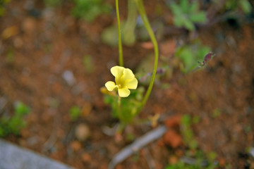 yellow flowers in the garden