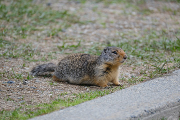 Fototapeta na wymiar An Arctic Ground Squirrel in the grass in Manningpark, Canada