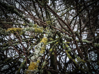 close up. lichen on the branches of trees in the winter forest