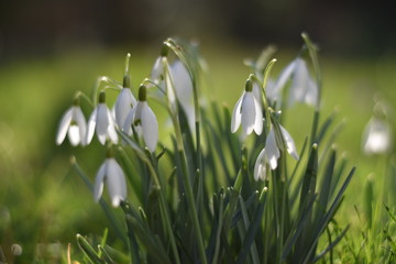 Schneeglöckchen (Galanthus)