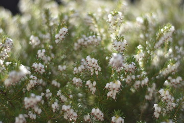 Blühende Schneeheide (Erica carnea)