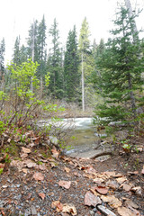 Narrow river in the forest with leaves in the foreground, long exposure, manning park, canada