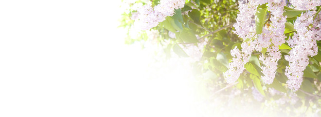 Obraz na płótnie Canvas Blooming lilac on a white background. Panoramic frame