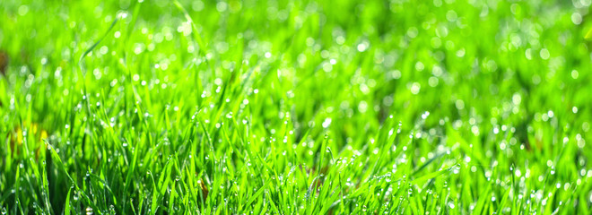 A green field of grass in drops of dew