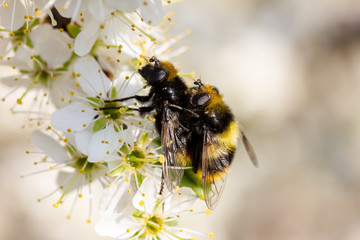Hummel sitzt auf weißen Kirschblüten und paaren sich