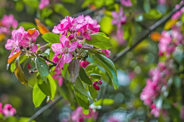 Large red-pink tree flower in spring close-up. Apple tree blooms in the Park. The season of flowering and allergies in gardens and on city streets. Beautiful bouquet of fresh flowers.