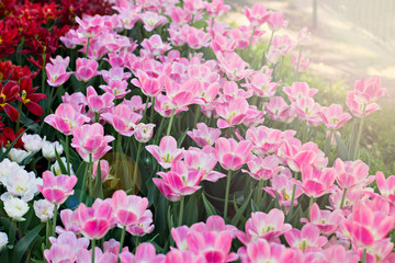 Field, flower bed with pink tulips