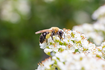 eine Honigbiene sammelt an einer weißen Blüte Honig