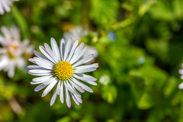 Fototapeta premium Gänseblümchen auf einer Wiese im Frühling