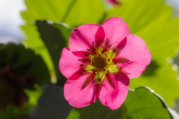 Obraz premium die Blüte einer Erdbeerpflanze (Immertragende Ziererdbeere)