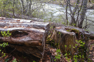 Narrow river in the forest with leaves and tree stumps in the foreground, long exposure, manning park, canada