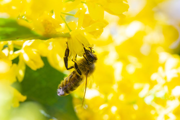 eine Honigbiene sammelt an einer Blume (Mahonie) Honig