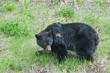 An injured black bear in the grass, part of the nose is gone, trees in the background, Manning Park, Canada