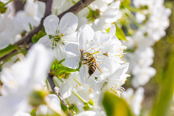 eine Honigbiene sammelt an einer weißen Blüte Honig