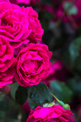 Garden red rose. Detail of red roses in the garden.