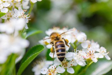 eine Honigbiene sammelt an einer weißen Blüte Honig