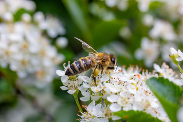 eine Honigbiene sammelt an einer weißen Blüte Honig