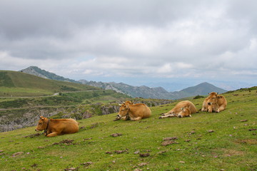 Fototapeta premium Cangas de Onis, Asturias/Spain; Aug. 05, 2015. Cows in the Lakes of Covadonga in the Picos de Europa National Park.