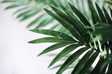 tropical leaves on white wall background
