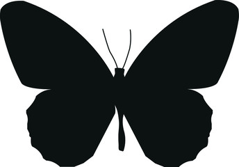 black butterfly isolated on white background