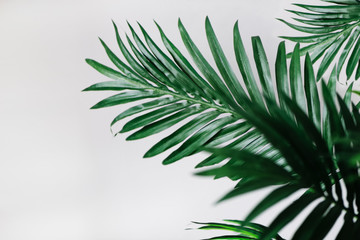 tropical leaves on white wall background