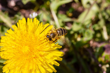 eine Honigbiene sammelt an einer Blume (Löwenzahn) Honig