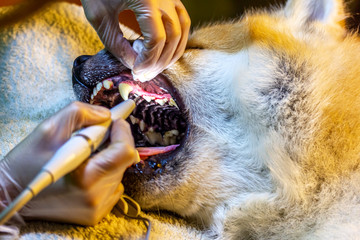ein Zahnarzt entfernt bei einem Hund (Akita Inu) Zahnstein 