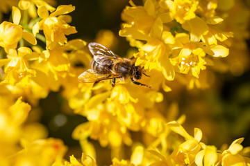 eine Honigbiene sammelt an einer Blume (Mahonie) Honig
