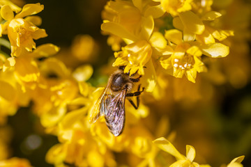 eine Honigbiene sammelt an einer Blume (Mahonie) Honig