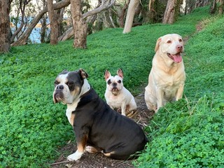 Three puppies on grass