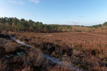 heaters and hiking path in the Vallée chaude plateau. Fontainebleau forest