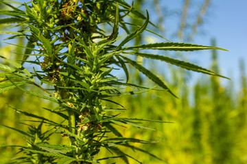 Nahaufnahme von einer Hanfpflanzen im Garten