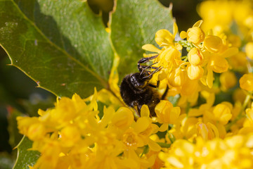 ine große Holzbiene sammelt an einer Blume (Mahonie) Honig