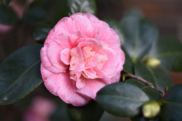Garten-Kamelie - rosa Blüte