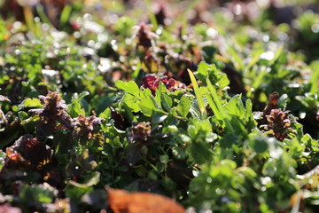 Spring in the morning dew, nature wakes up