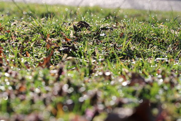 Spring in the morning dew, nature wakes up