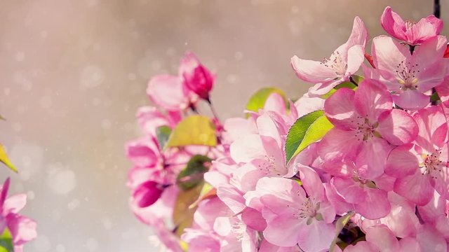 Blooming pink apple branch and falling blurred dust particles like snowfall in slow motion. Beautiful natural light pastel background. 