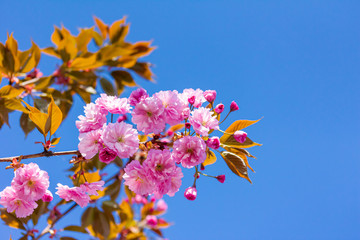 Japanische Nelkenkirsche (Kanzan) bei schönem sonnigen Wetter