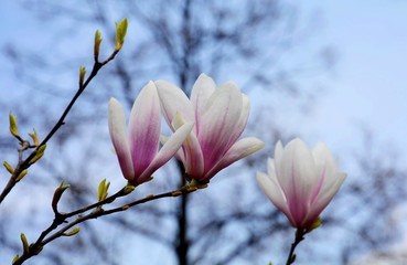 Blossoming pink and white magnolia. Large magnolia flowers. Abundant flowering.