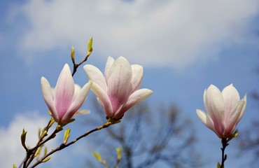 Blossoming pink and white magnolia. Large magnolia flowers. Abundant flowering.