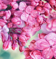 Spring flowering lilac in the garden. natural spring background. Delicate flowers in raindrops close-up.Floral seasonal spring background.