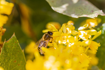 eine Honigbiene sammelt an einer Blume (Mahonie) Honig