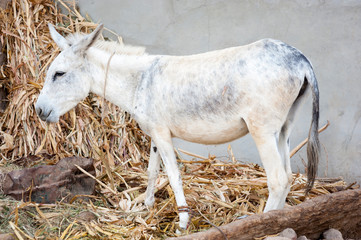 Obraz premium Portrait of a white donkey standing on a bed of straw in Cairo, Egypt 