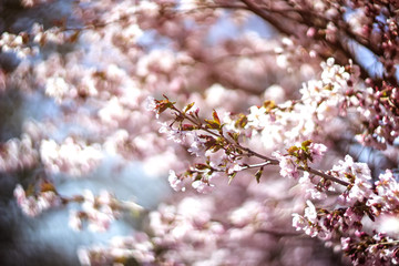 Large pink tree flowers in spring close-up. Cherry cherry blossoms in the Park. The season of flowering and allergies in gardens and on city streets. Beautiful bouquet of fresh flowers.