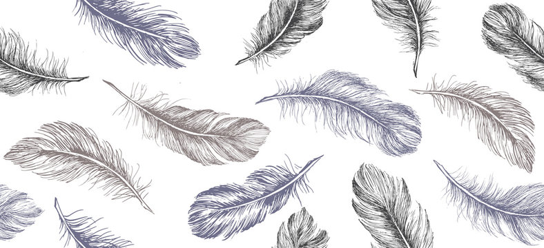 Hand drawn feather on white background.