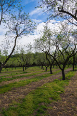 View of almond trees in spring, lined up in a field with blue sky and white clouds in Madrid, Spain. In vertical
